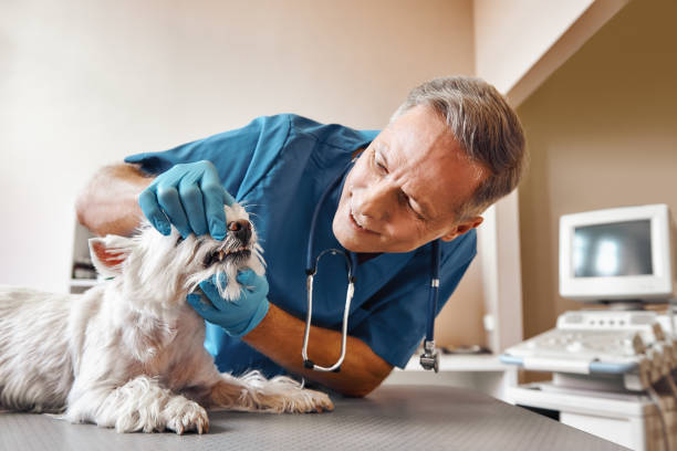 Best Broken or Chipped Tooth Repair in Pasadena Hills, FL